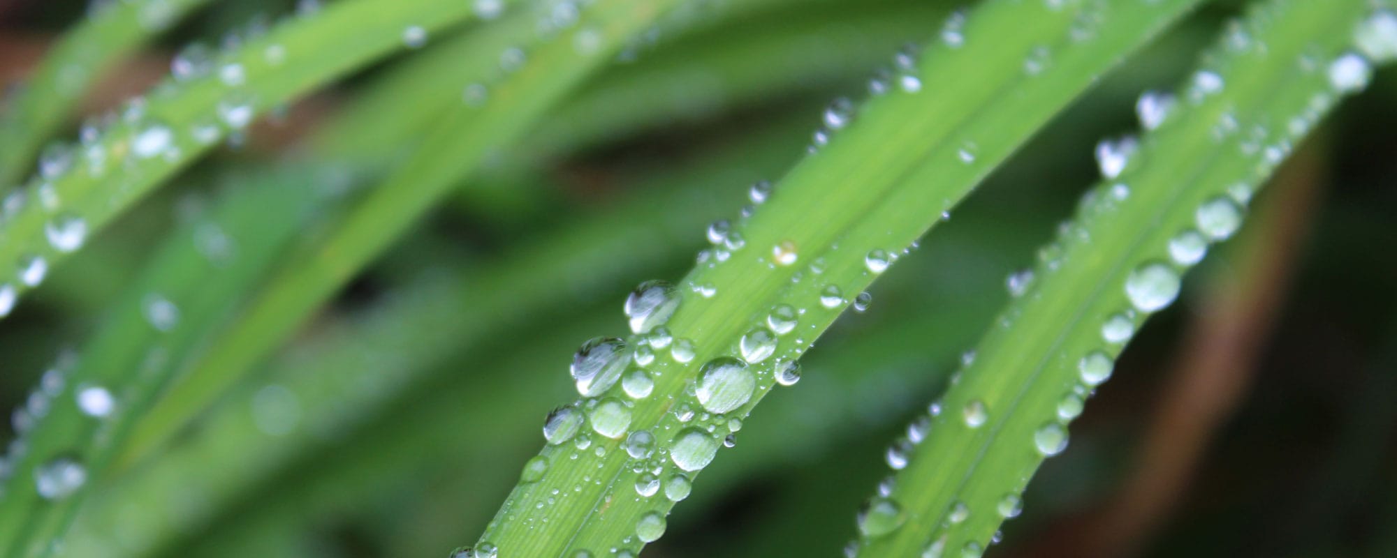 Gudstjänst med nattvard